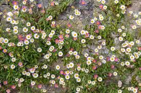 Image result for Erigeron