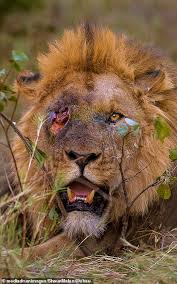 Coloque aqui o seu comentário. Lion Whose Eye Was Gouged Out In A Brutal Battle Resembles Villain In Disney S Lion King Daily Mail Online