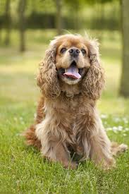 looking for a dog that s not too big or too small these medium sized pups are perfect beautiful american cocker spaniel dog kopek turleri sevimli kopekler
