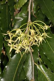 Image result for Monoon longifolium