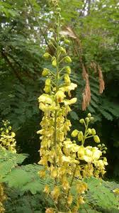 Image result for Caesalpinia decapetala