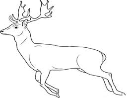 Ausmalbild Hirsch Im Zoo In 2020 Ausmalen Ausmalbilder Tiere Zootiere