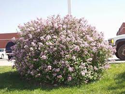 A beautiful and popular shrub with numerous attributes; . Dwarf Korean Lilac Landscape Ontario
