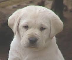 Akc english labradors, white, cream, yellow, black, in southern california. English Labrador Retriever Puppies For Sale In Ca Ruff Labradors