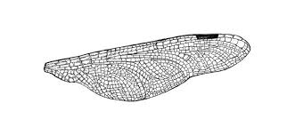 See more ideas about dragonfly, dragonfly wings, dragonfly art. Dragonfly Wings Drawing Novocom Top