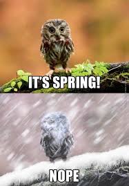 Very Funny Pictures Funny Owls Funny Animals Funny Pictures