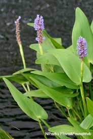 Image result for Pontederia