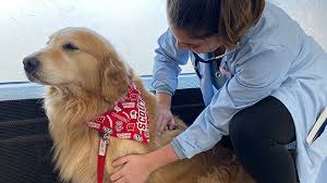 Meet brooke, brooke graduated from madison area technical college with her veterinarian technician degree. Helping Pets Fight Cancer University Of Wisconsin School Of Veterinary Medicine