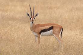 Thomsons gazelle - Wikipedia