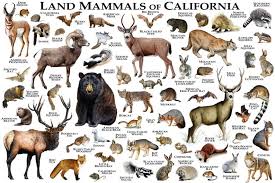 Mammals Of California Poster Print California Mammals Field Etsy In 2021 Mammals California Poster Animals