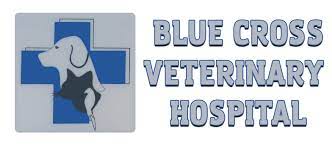 American animal hospital association (aaha) certified. Veterinarian In Long Beach Ca Blue Cross Veterinary Hospital