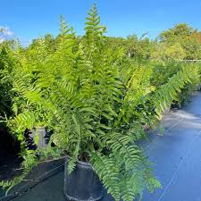 Image result for Nephrolepis biserrata