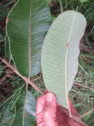 Image result for Ozoroa