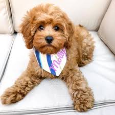 Black And Tan Full Grown Cavapoo Puppies Everything You Need To Know About A Cavapoo Cavapoo Cavapoopuppies Cutepuppies Dogs Cavapoo Puppies Puppies Cavapoo Dogs