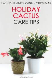 Maybe you would like to learn more about one of these? How To Care For Your Holiday Cactus Christmas Thanksgiving Or Easter