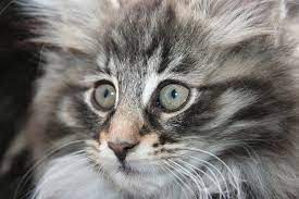 Grey norwegian forest cat price. Norwegian Forest Cat Kittens For Sale Norgeskaukatt Norwegian Forest Cats Uk