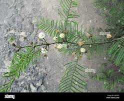 Image result for Acacia arenaria