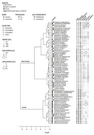 Image result for Styppeiochloa