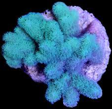 Image result for Scleria xerophila