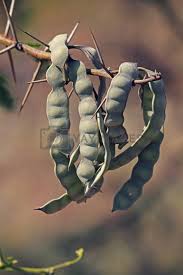Image result for Acacia nilotica