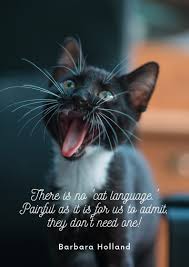These funny cat quotes are sure to make you smile! 38 Best Cat Quotes For Cat Owners And Cat Lovers