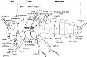 Résultats de recherche d'images pour « photo abdomene thorax de la guepes photo »