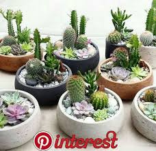 47 How To Make An Indoor Succulent Dish Garden You Don T Need To Purchase Accessories That Cost A Lot Succulent Garden Diy Succulent Garden Indoor Succulents