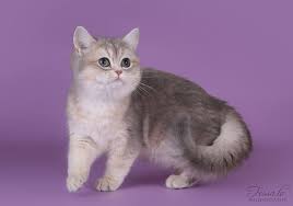 We did not find results for: Blue Golden British Shorthair British Shorthair
