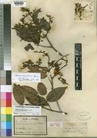 Image result for Dialium holtzii