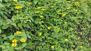 Image result for Thunbergia alata