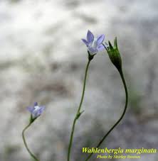 Image result for Wahlenbergia subaphylla