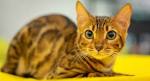 How Much Does Savannah Cat Cost? | HowMuchIsIt.org