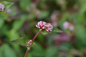 Image result for Persicaria nepalensis