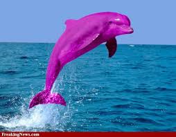 A Purple Dolphin It S Real Pink Dolphin Wallpaper Pink Dolphin Dolphins