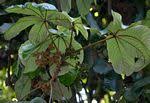 Image result for Myrianthus arboreus