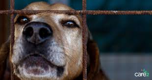 If everyone saw this, no one would ever buy a dog at a pet store. Petition Petland Must Stop Selling Puppy Mill Dogs