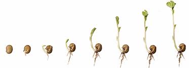 The first growth to appear in the spring is the leaves and the. Life Cycle Of An Apple Tree Sutori