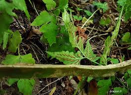 Image result for Asplenium pumilum