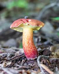 Image result for Blotiella currorii