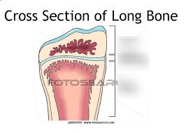 Marrow in the shaft of long bones is typically yellow, with red marrow in the head through the cancellous bone. Cross Section Of Long Bone Diagram Quizlet