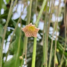 Image result for Cynanchum orangeanum