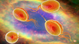Gesundheitslexikon Trichomonaden Trichomonaden Infektion Trichomoniasis