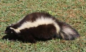 The striped skunk (mephitis mephitis) is a skunk of the genus mephitis that occurs across much of north america, including southern canada, the united states, and northern mexico. Zootierlistehomepage