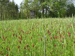Fruit plots do not receive the attention they but, when corn is the only agricultural food available, or when deer numbers get high, the herd will begin to eat the green stalks and leaves of. Mdwfp Cool Season Food Plots