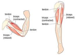 This diagram shows the biceps brachii in . Care Of The Affected Arm The Stiff Arm Stroke4carers