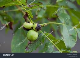 Image result for Walnut blight