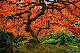 Tree Of Knowledge Portland Japanese Garden Maple Tree Landscape Design