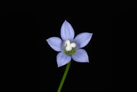 Image result for Wahlenbergia subaphylla