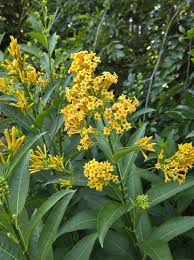 Image result for Cestrum parqui
