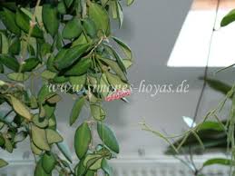Use a well draining soil watering: Hoya Bilobata Schlechter 1906 Simones Hoyas